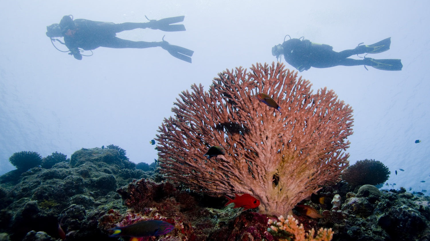 SolRX mineral sunscreen is reef friendly and reef safe for swimmers, divers, surfers and triathletes