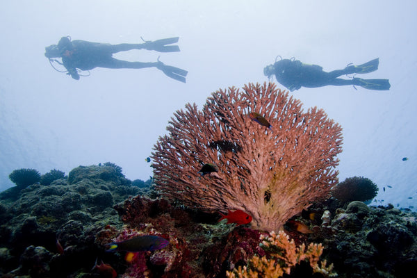 SolRX is Proud to be a Reef Friendly Sunscreen