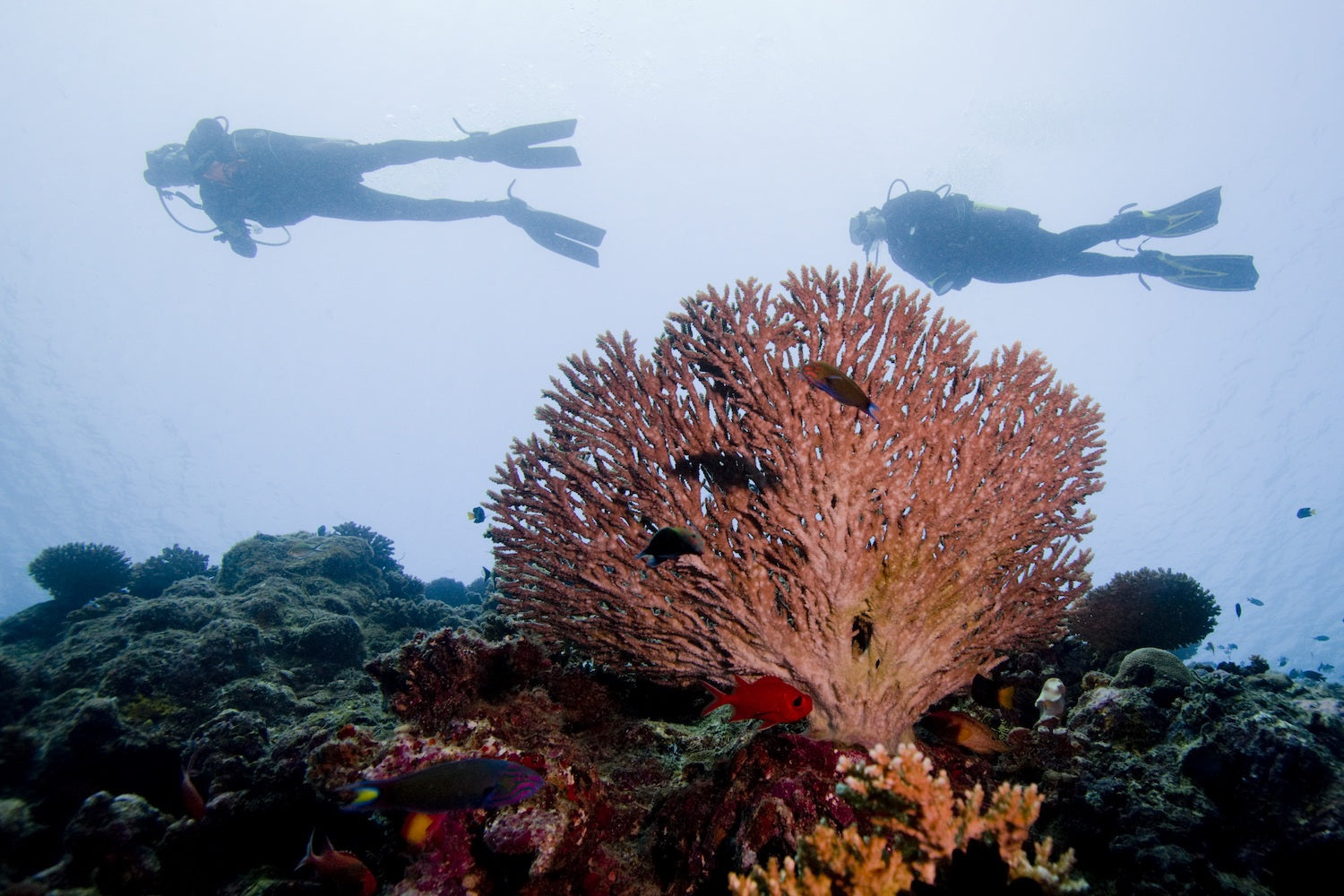 SolRX reef safe mineral sunscreen oxybenzone free protecting skin and ocean coral reefs from UV damage